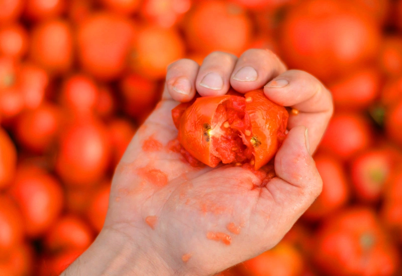 La Tomatina 2025