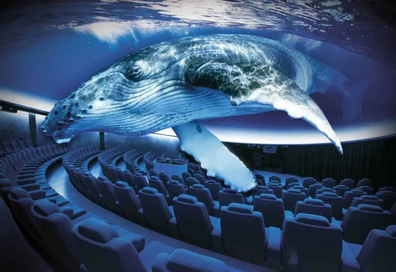 3D Cinema - Whales