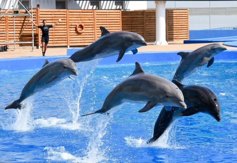 oceanografic valencia dolphin show